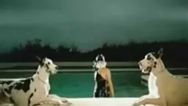 من در بزرگ دانلود با ...